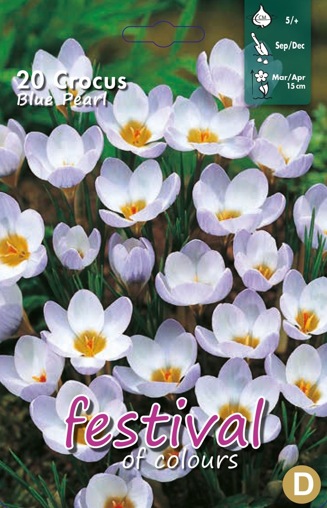 Crocus 'Blue Pearl'