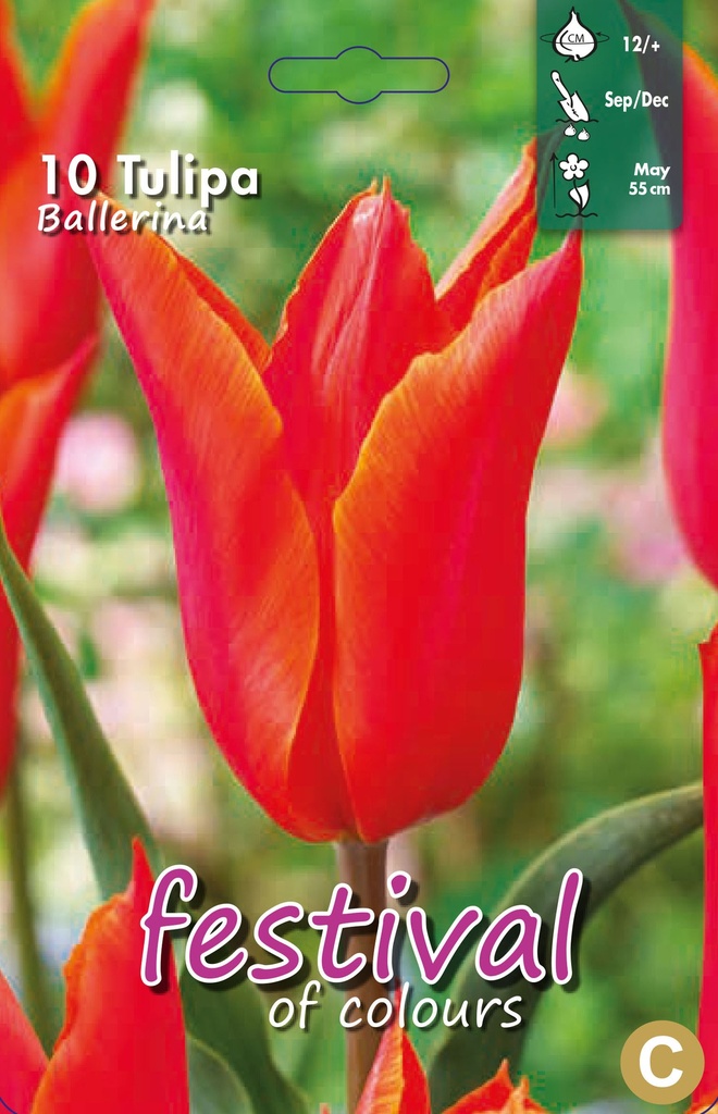 Tulipes fleurs de Lys 'Ballerina'