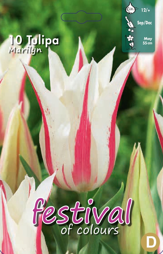 Tulipes 'Marilyn'