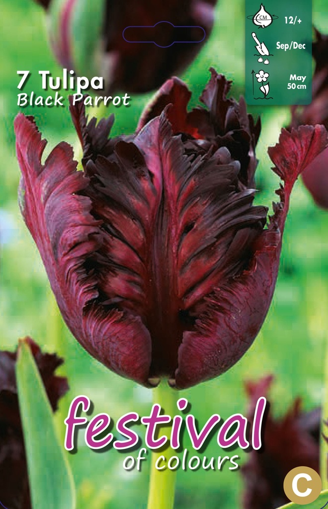Tulipes perroquet 'Black Parrot'