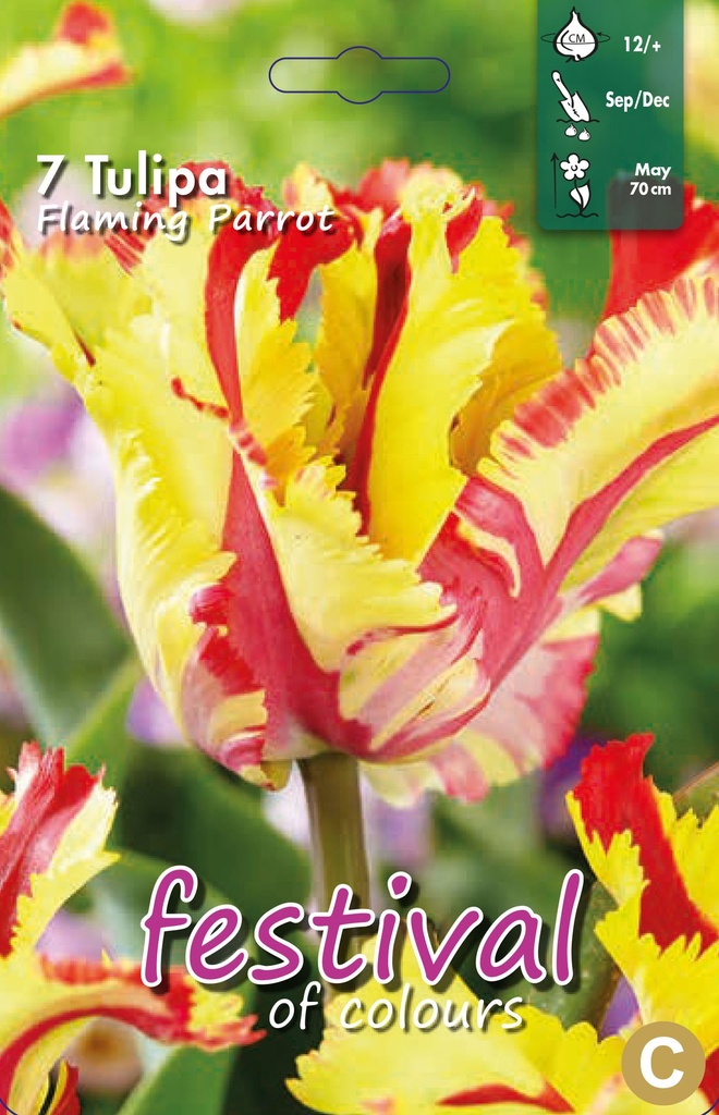 Tulipes 'Flaming Parrot'