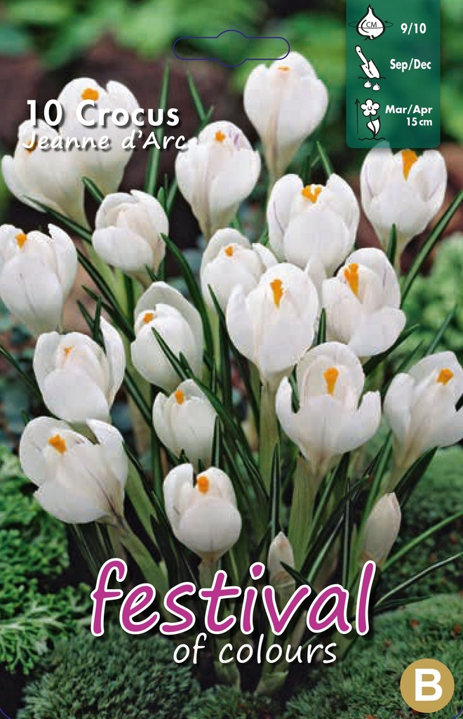 Crocus 'Jeanne D'arc'