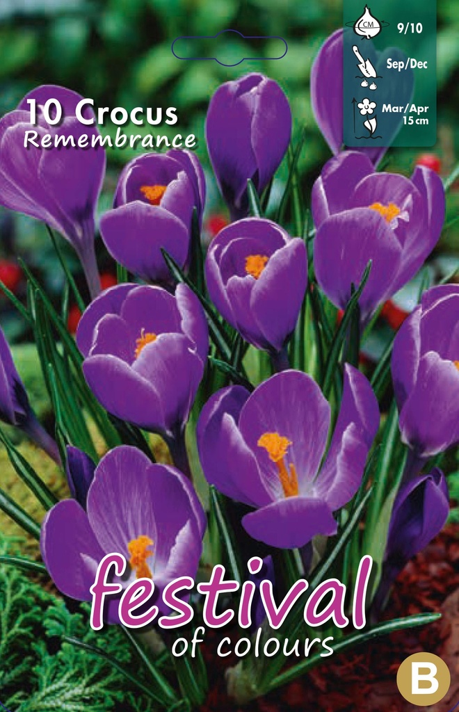 Crocus 'Remembrance'