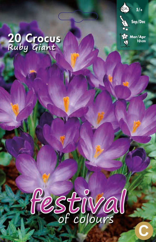Crocus 'Ruby Giant'