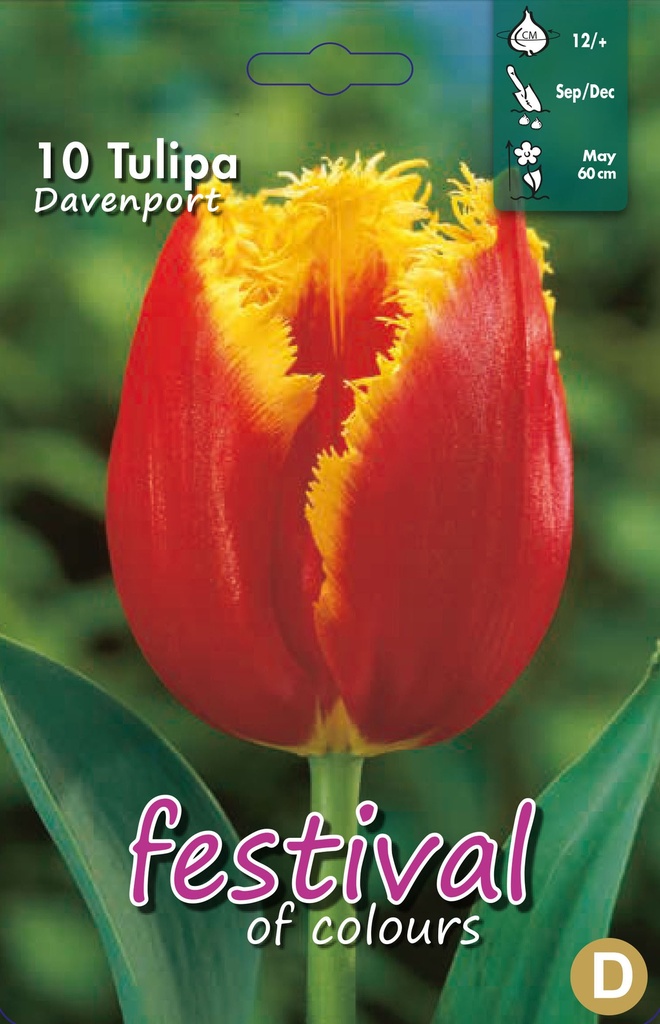 Tulipes 'Davenport'