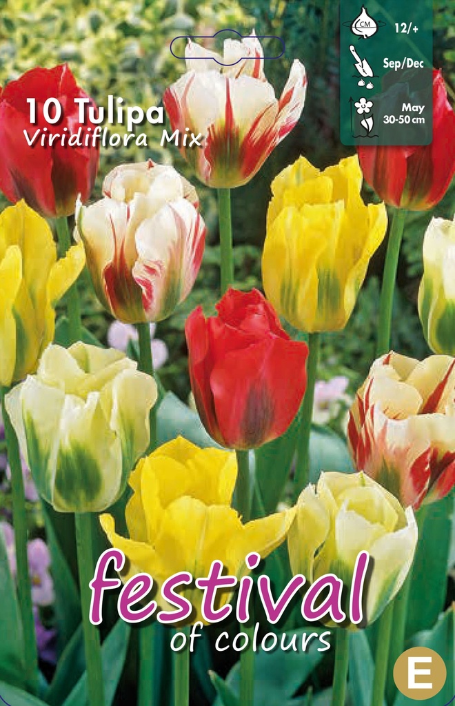 Tulipes viridiflora 'Melange'