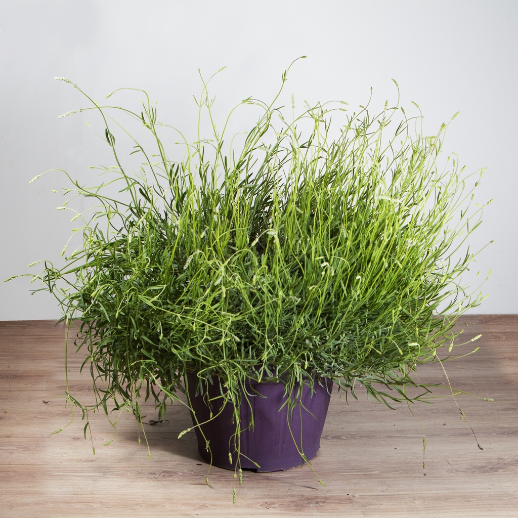 Lavandula angustifolia