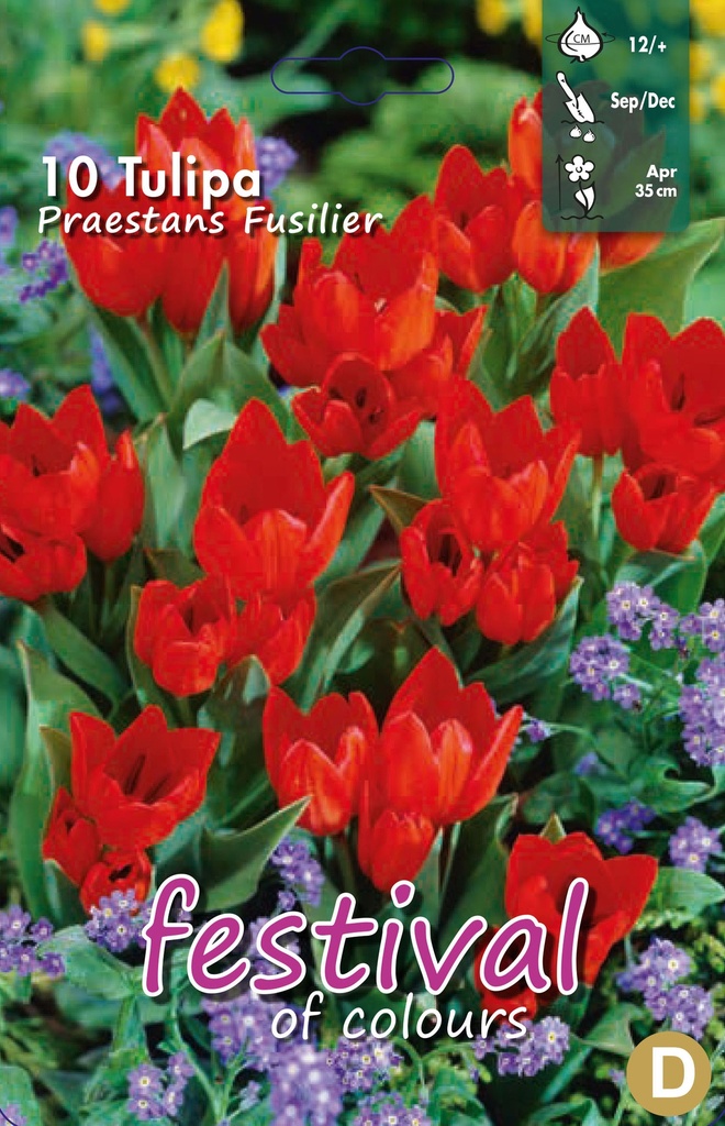 Tulipes 'Praestans Fusilier'