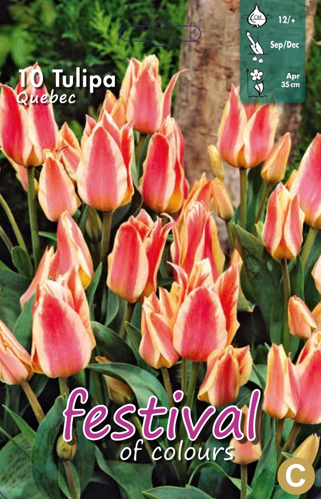 Tulipes 'Quebec'