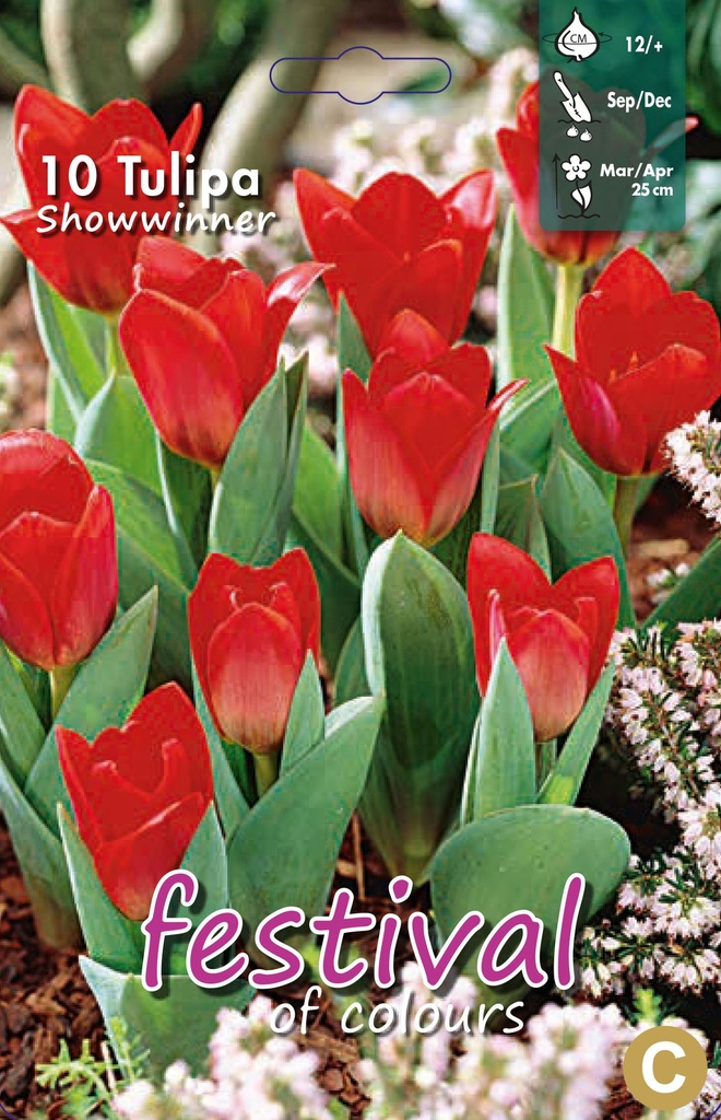 Tulipes 'Showwinner'