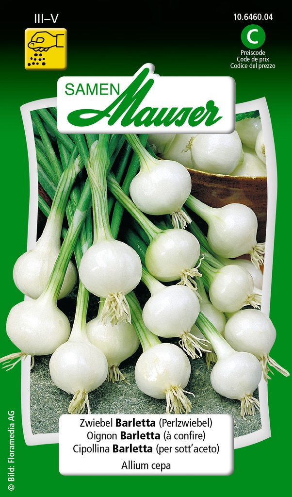 Oignon Barletta (à confire)