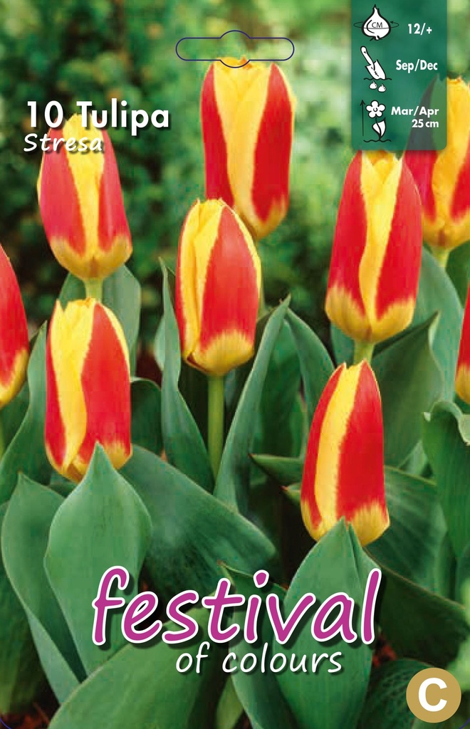Tulipes 'Stresa'