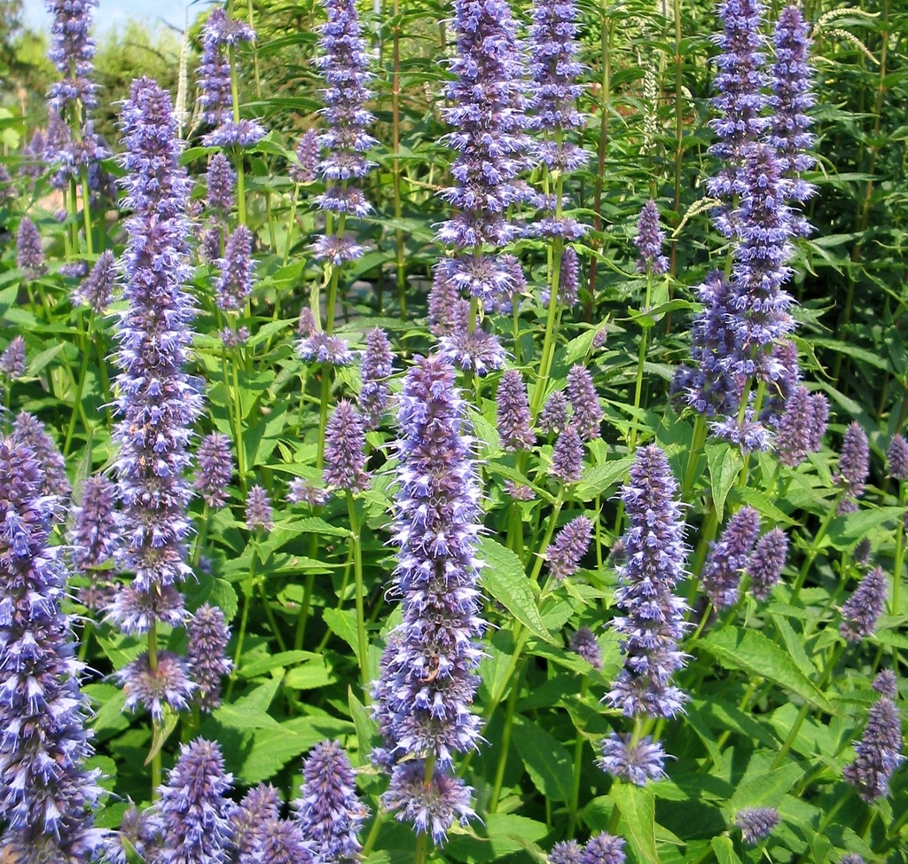 Agastache 'Blue Fortune'