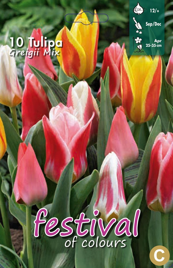 Tulipes greigii en mélange