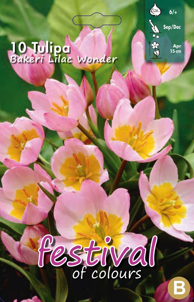 Tulipes 'Bakeri Lilac Wonder'