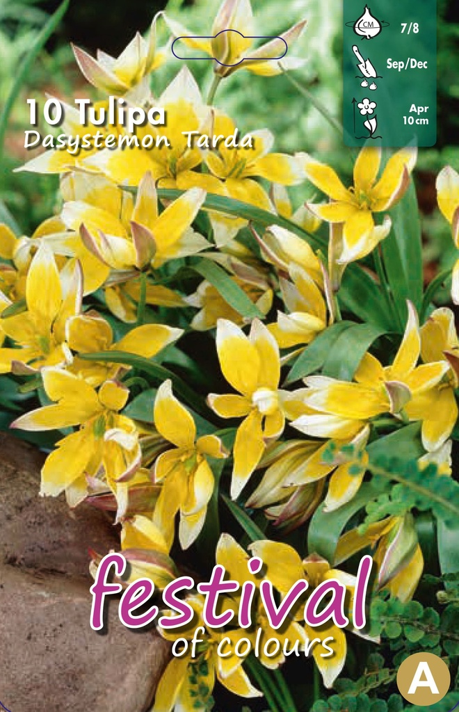 Tulipes 'Tarda'