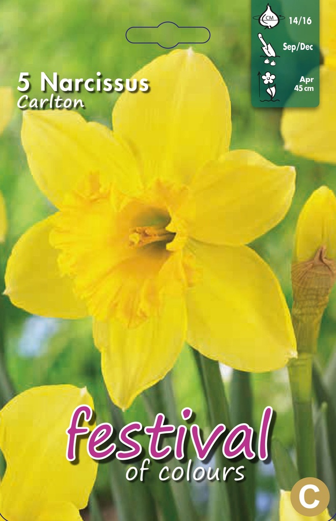 Narcissus 'Carlton'