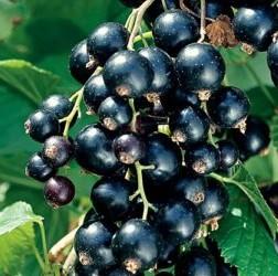 Cassissier 'Blackdown'