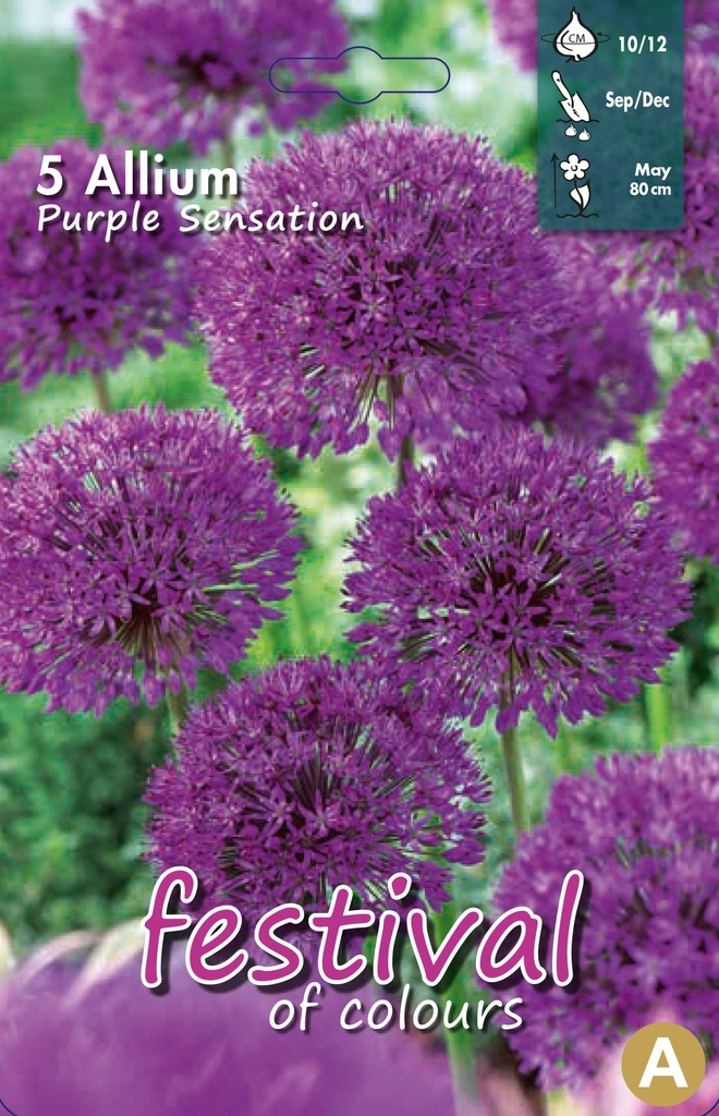 Allium 'Purple Sensation'