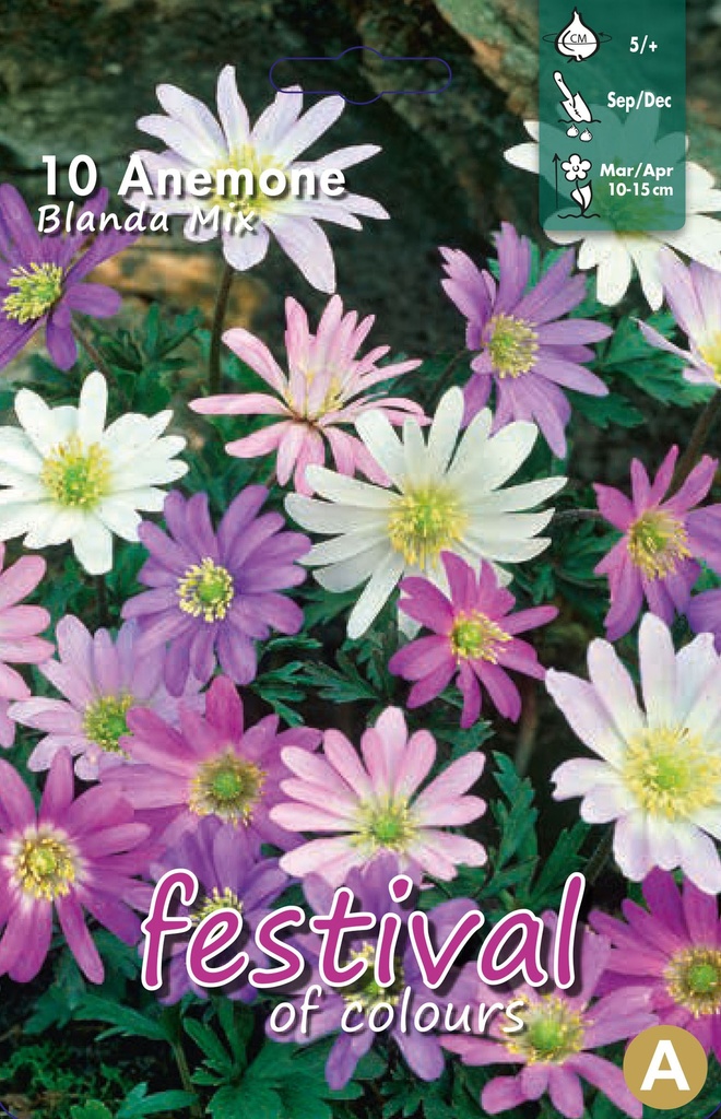 Anemone blanda 'Mélange'