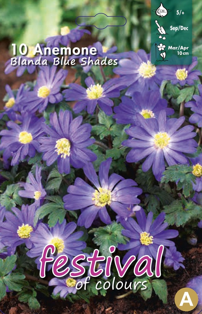 Anemone blanda 'Blue Shades'