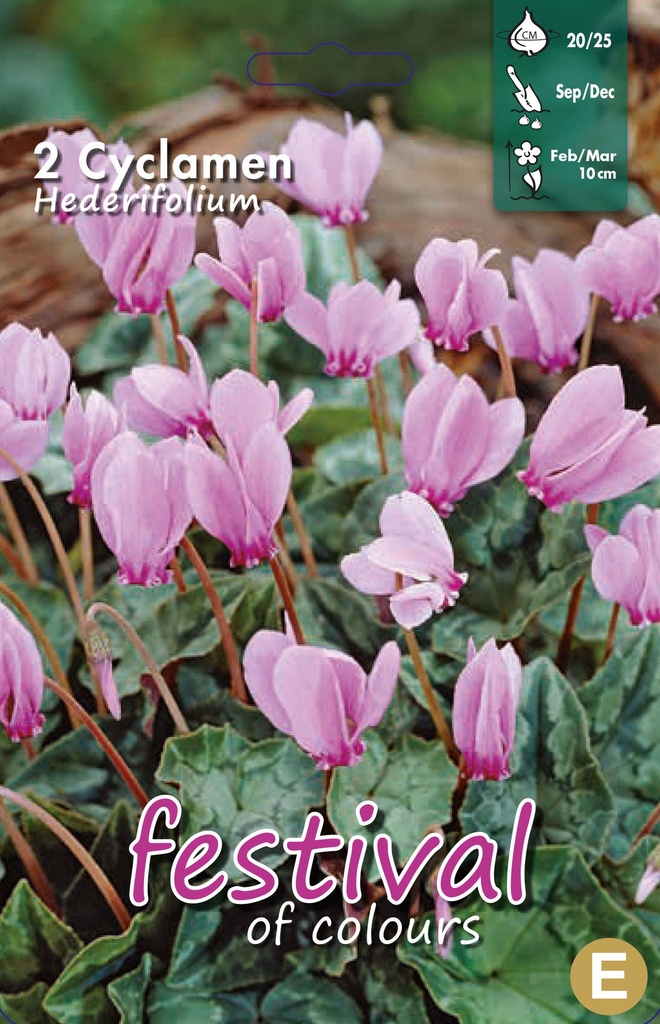 Cyclamen Hederifolium