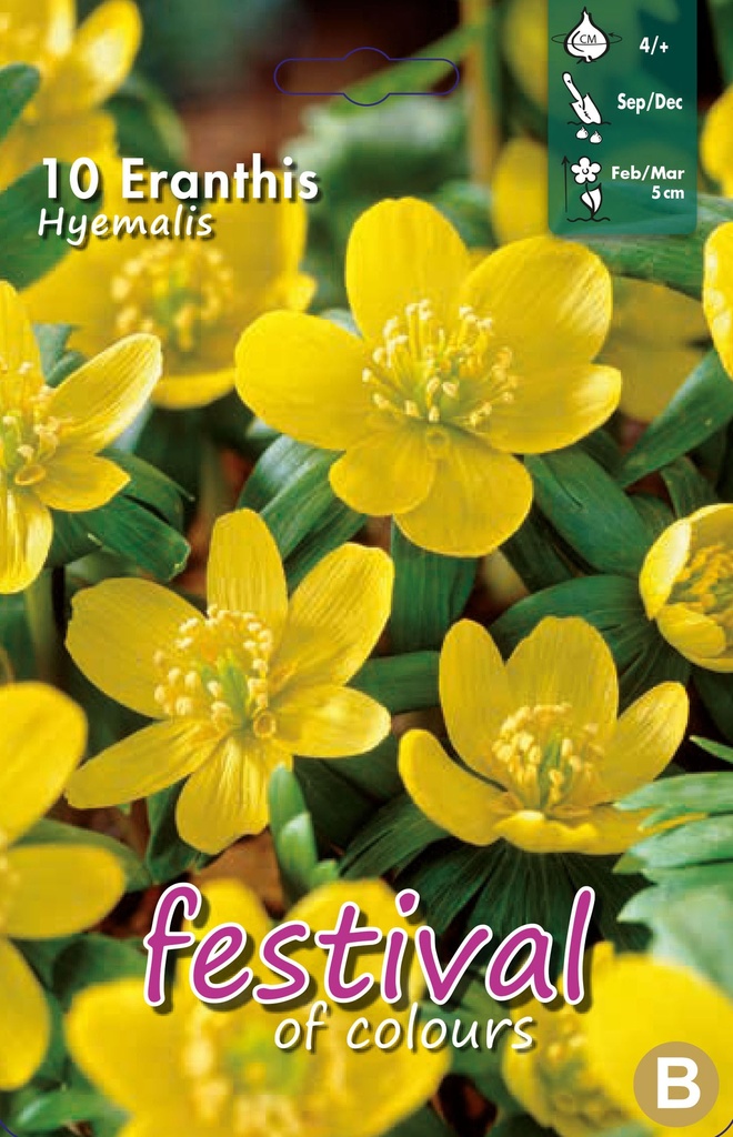 Eranthis hyemalis