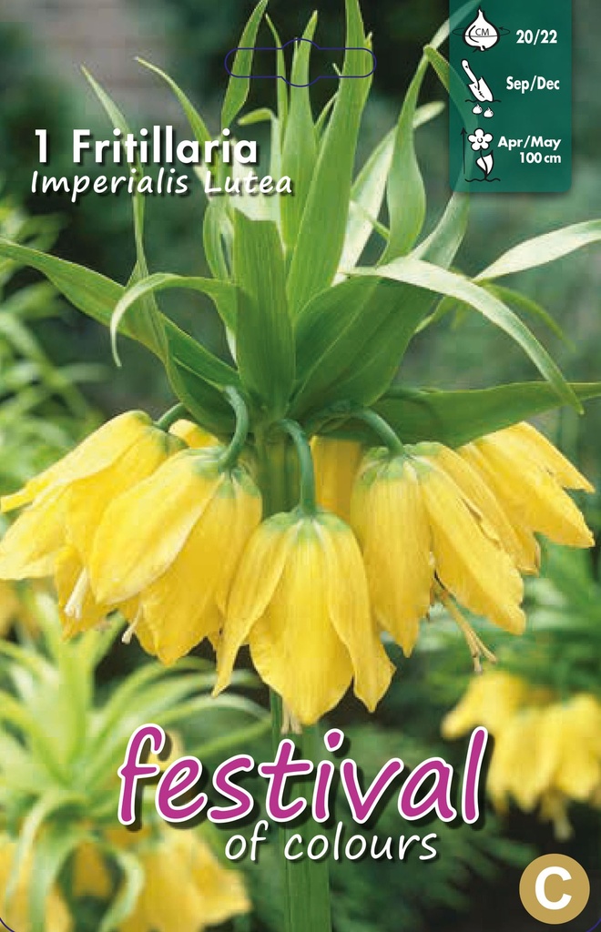 Fritillaria imperialis 'Lutea'