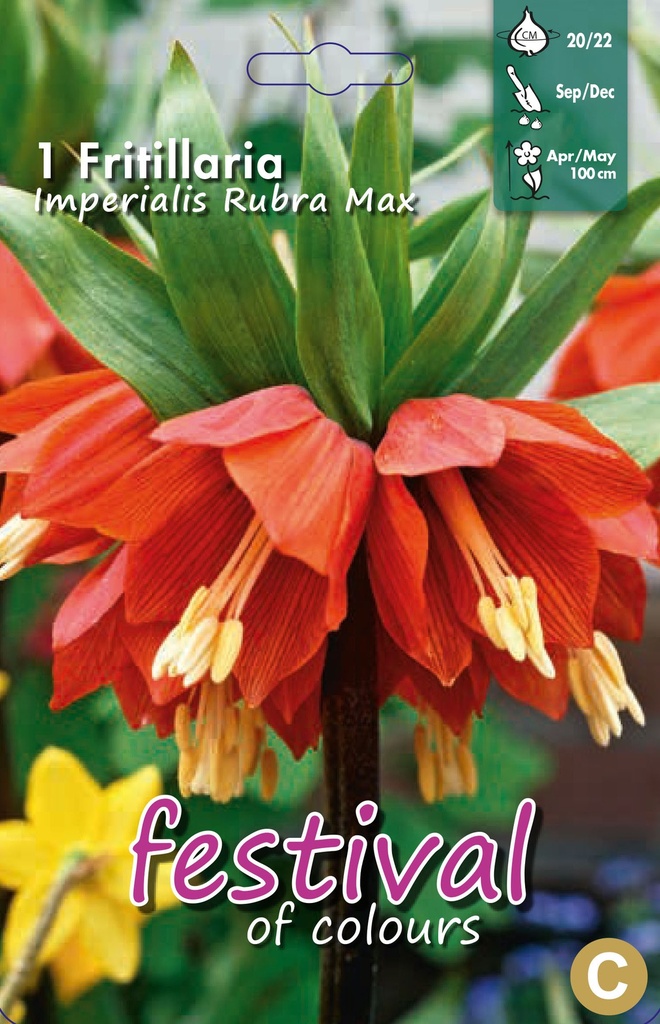 Fritillaria imperialis 'Rubra Max'