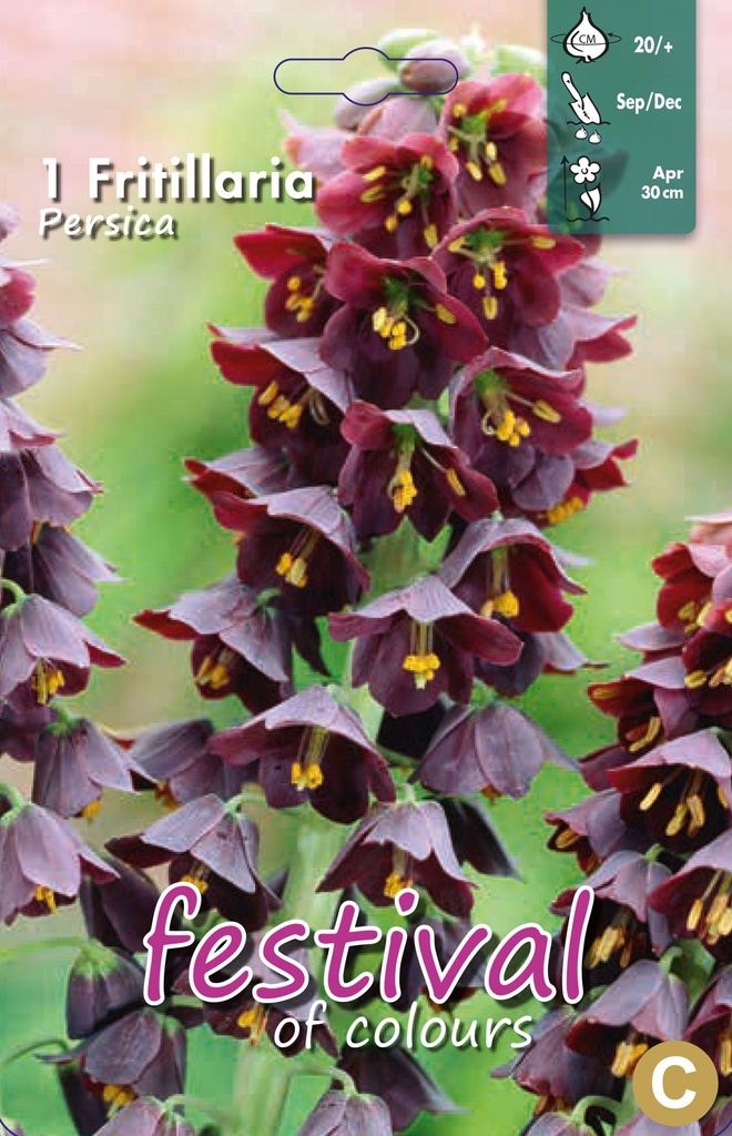 Fritillaria persica