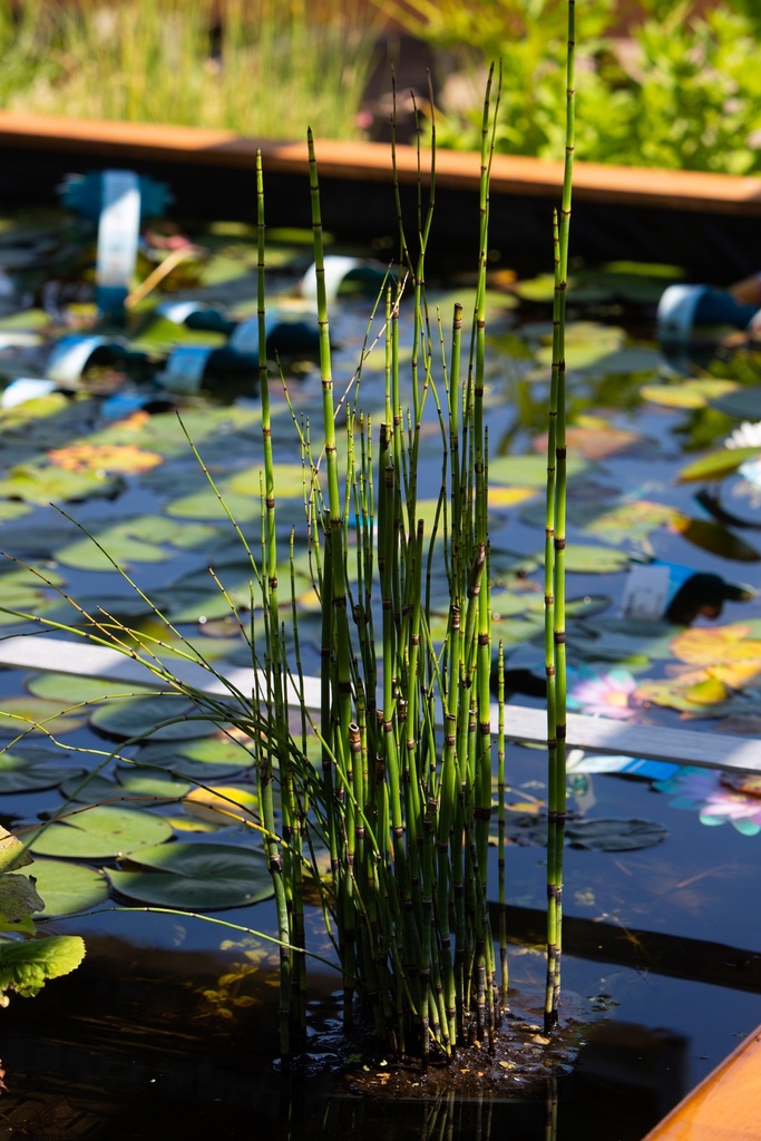 Plante aquatique en panier