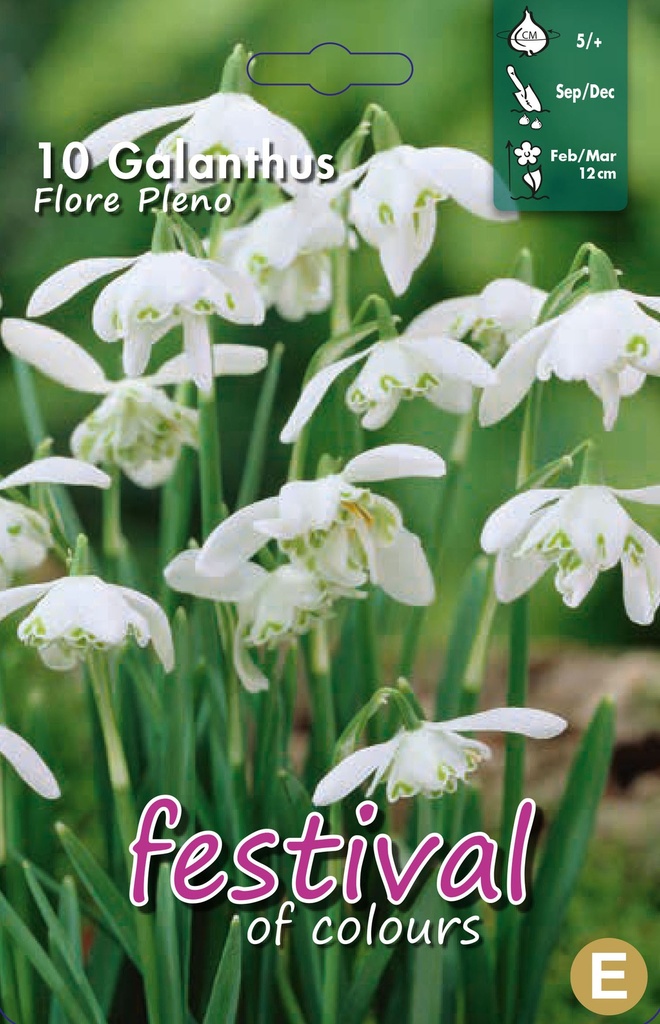 Galanthus nivalis 'Flore pleno'