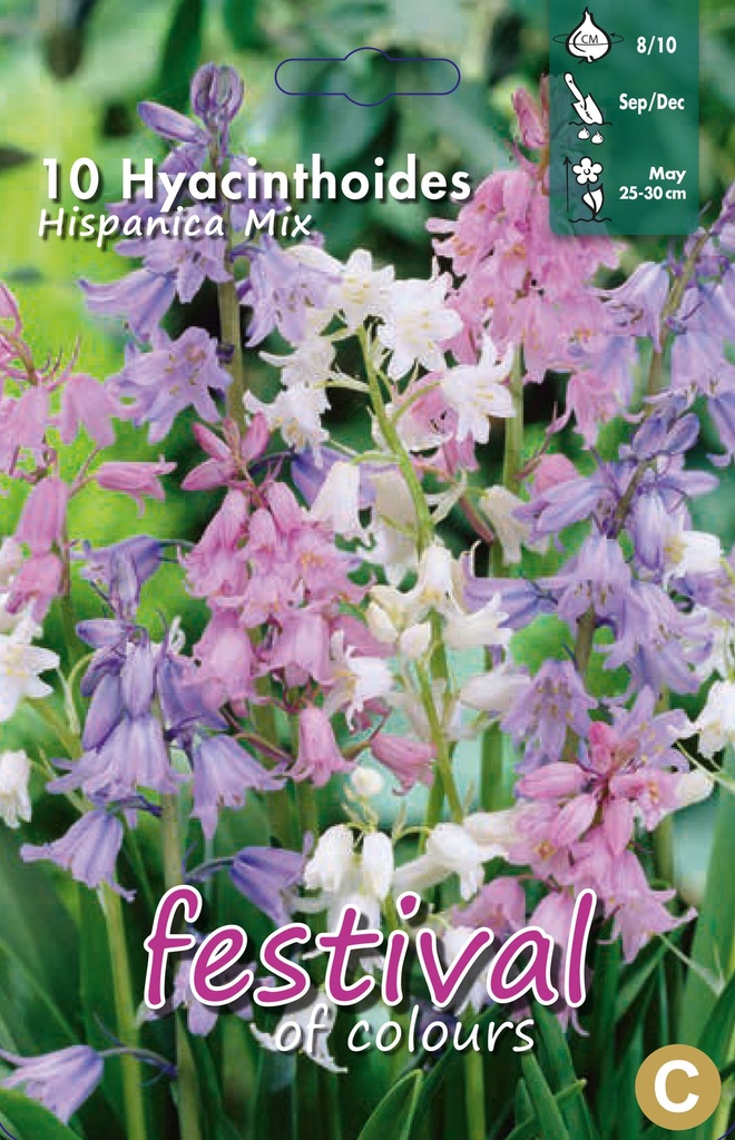 Hyacinthoides hispanica 'Mélange'