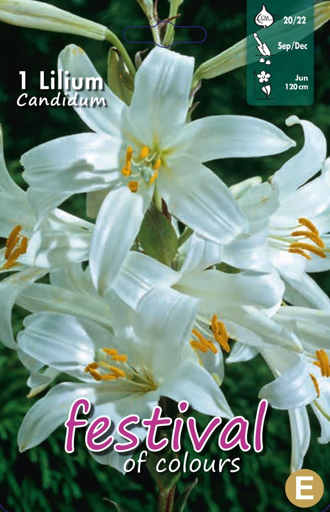 Lilium candidum