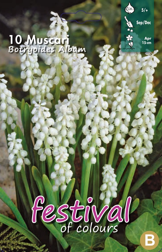 Muscari botrydoides album