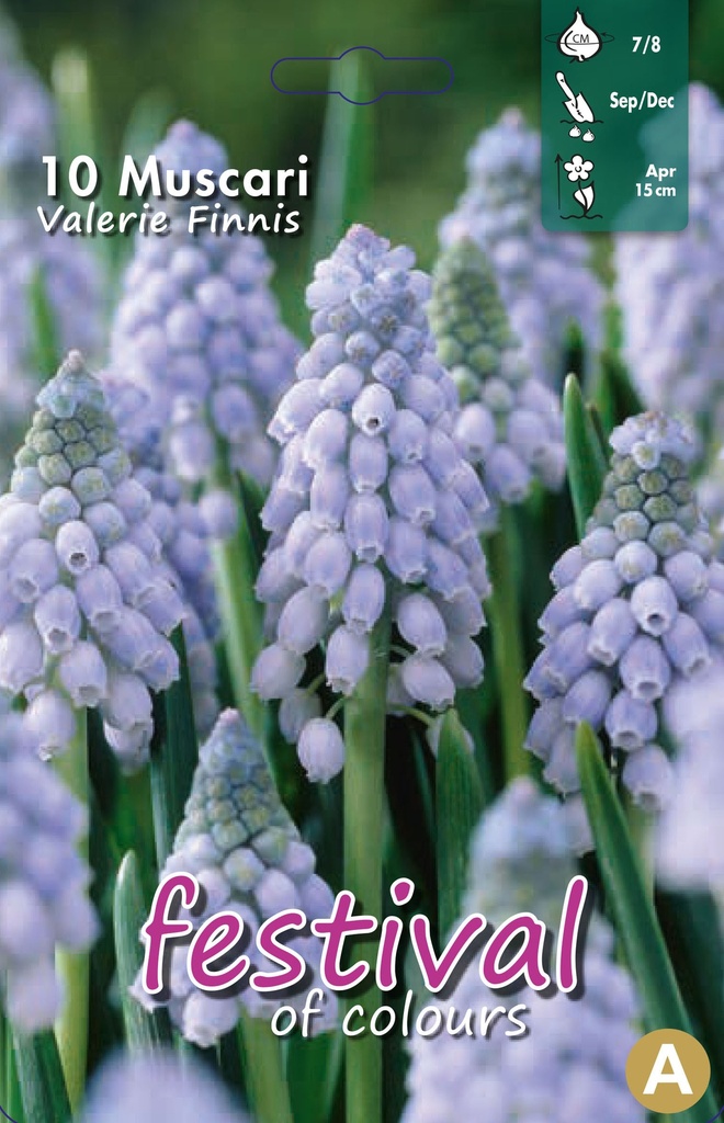Muscari 'Valerie Finnis'