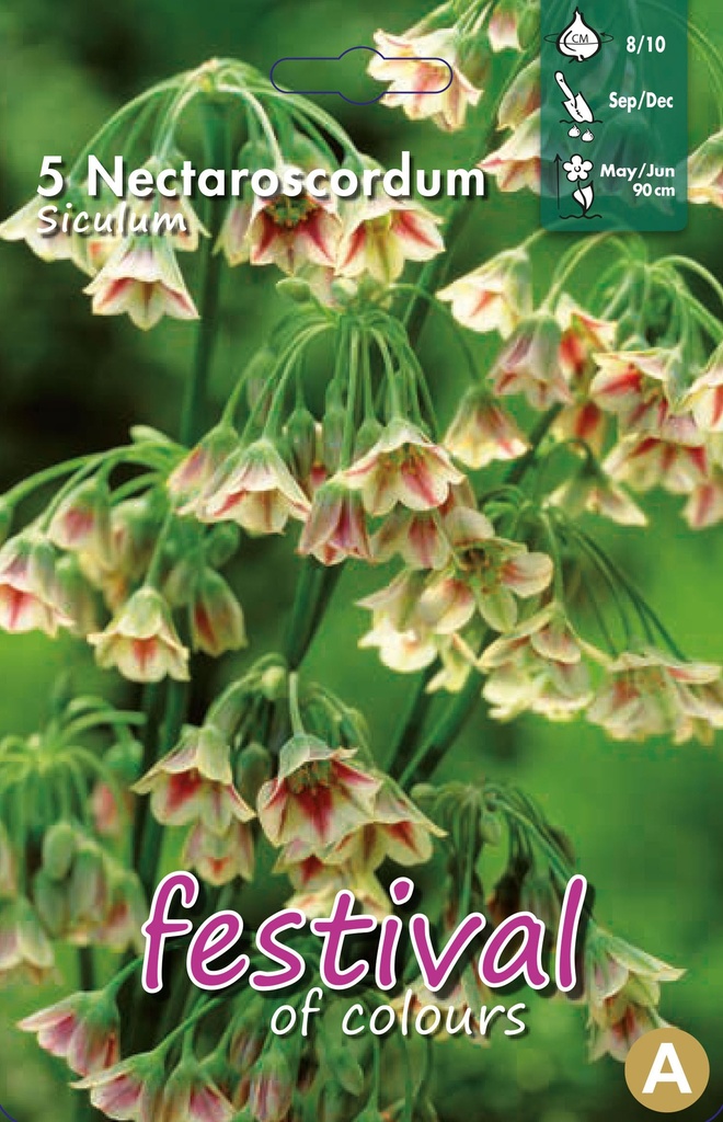 Nectaroscordum siculum