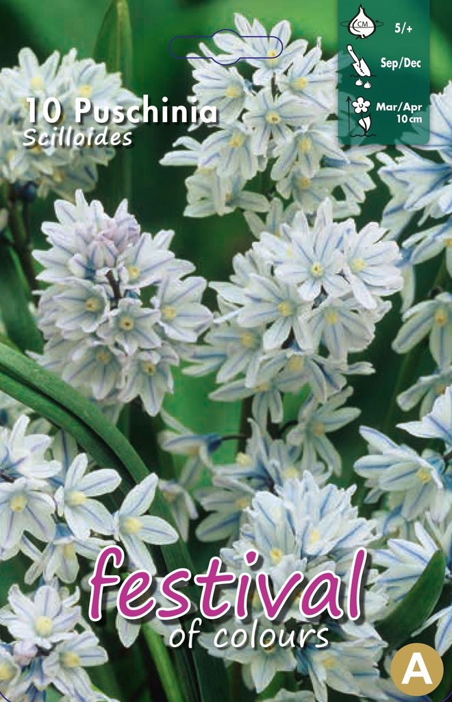 Puschkinia libanotica