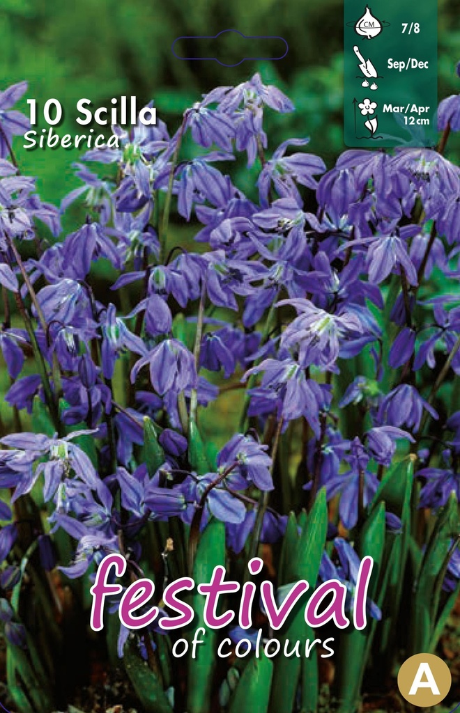 Scilla siberica