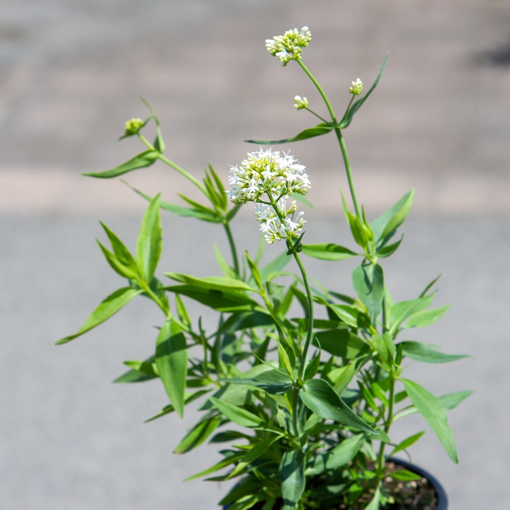 Centranthus ruber 'Albus'
