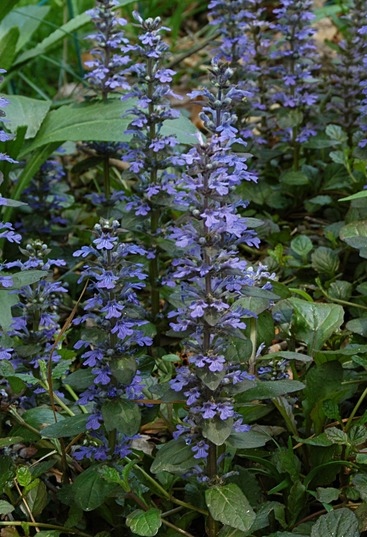 Ajuga reptans 'Mahagoni'