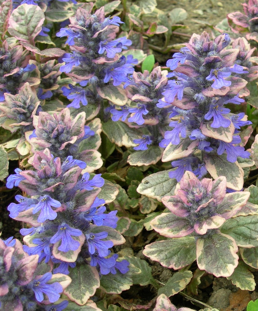 Ajuga reptans 'Burgundy Glow'