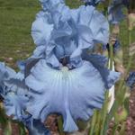Iris germanica 'Carribean Dream'