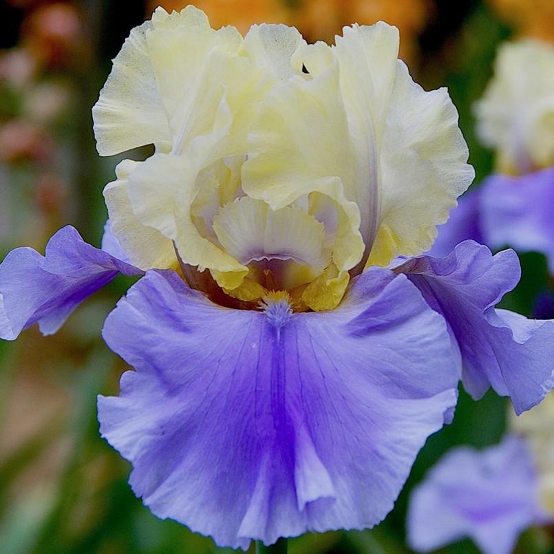 Iris germanica 'Haut les Voiles'