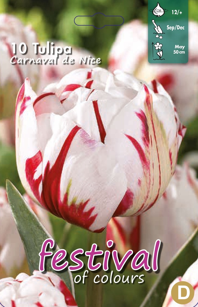 Tulipes 'Carnaval de Nice'