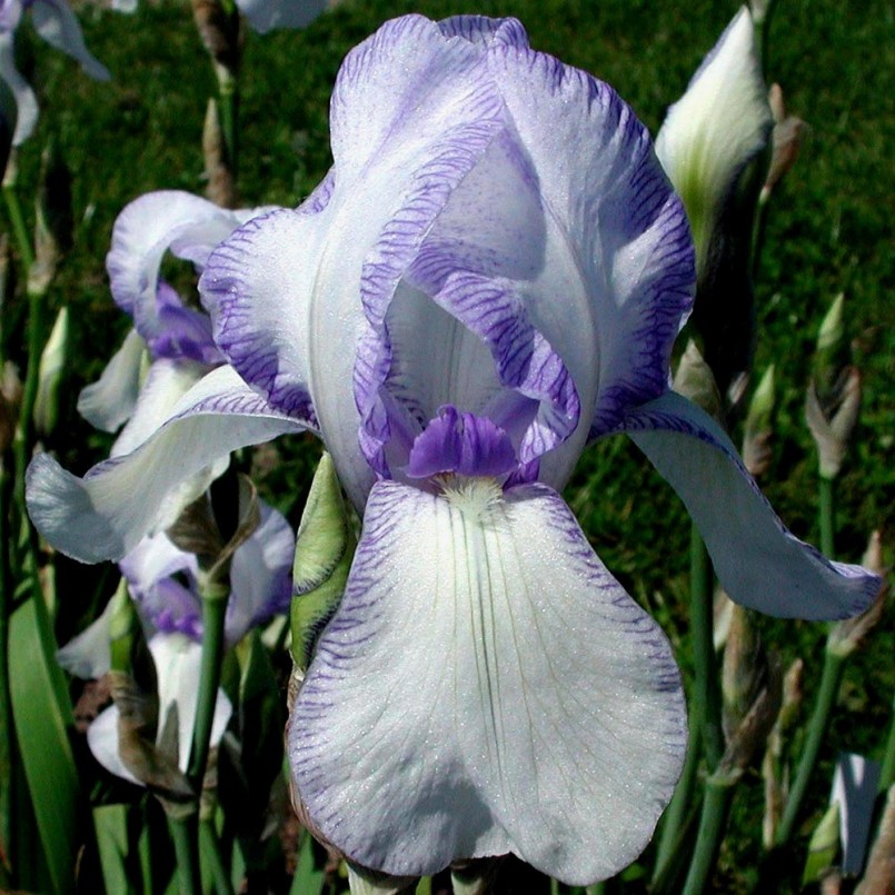 Iris germanica 'Ma Mie'