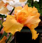 Iris germanica 'Marcel Turbat'