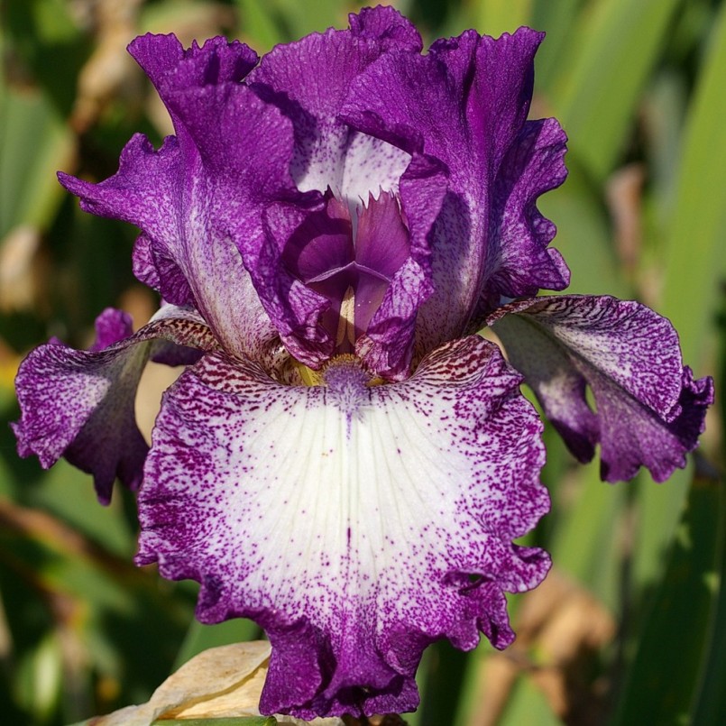 Iris germanica 'Mariposa Automn'