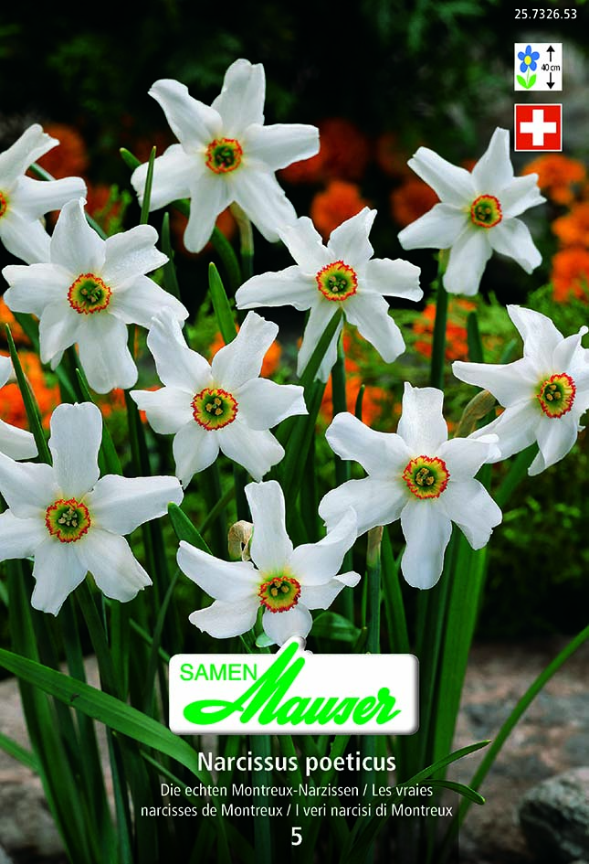 Narcisse NPC Montreux