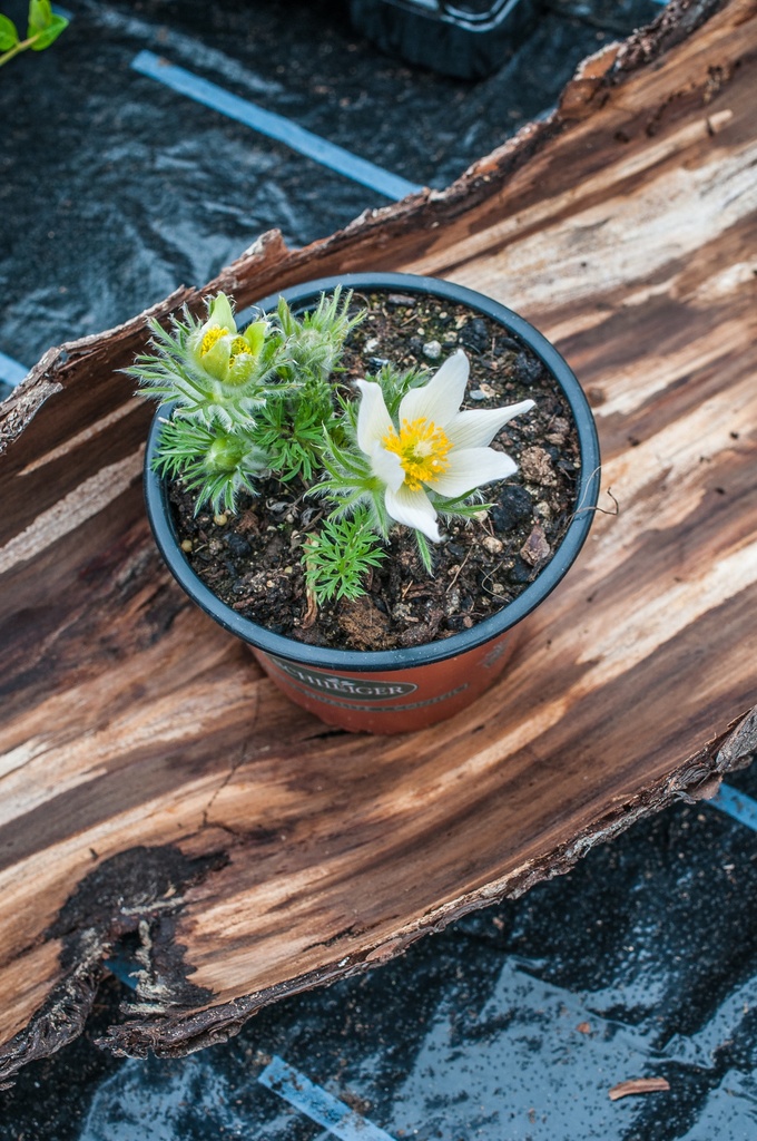 Pulsatilla vulgaris 'Alba'